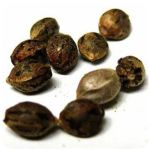 Семена марихуаны АК-47  (Seeds AK-47) в Нурлате